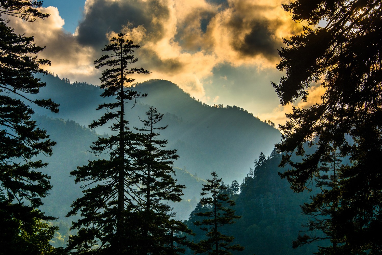 Evening view through pine trees from an overlook on Newfound Gap Road, in Great Smoky Mountains National Park, Tennessee.