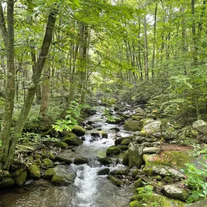 During most of our guided tours, you’ll see why the Smokies are lush. There are streams everywhere. The streams and trails are great for your jeep outdoor tour adventures.