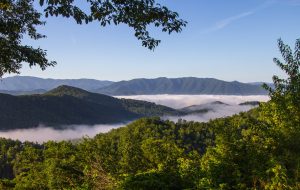 a tree with a mountain in the background