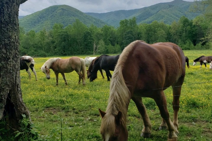 Cades Cove Specialty Tour