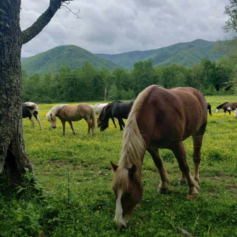 Cades Cove Specialty Tour