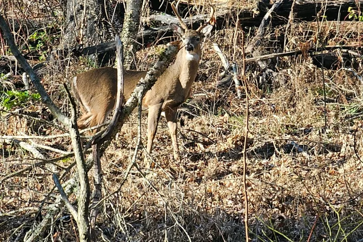 Cades Cove Specialty Tour