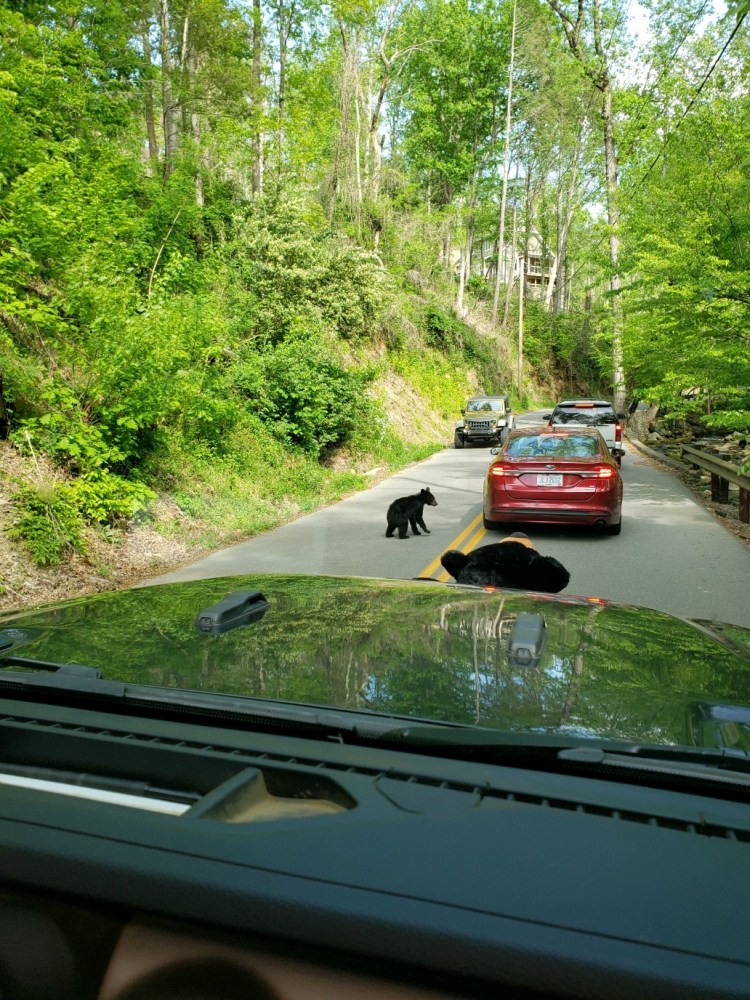 Cades Cove Specialty Tour