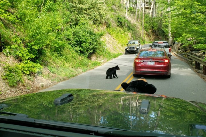 Cades Cove Specialty Tour