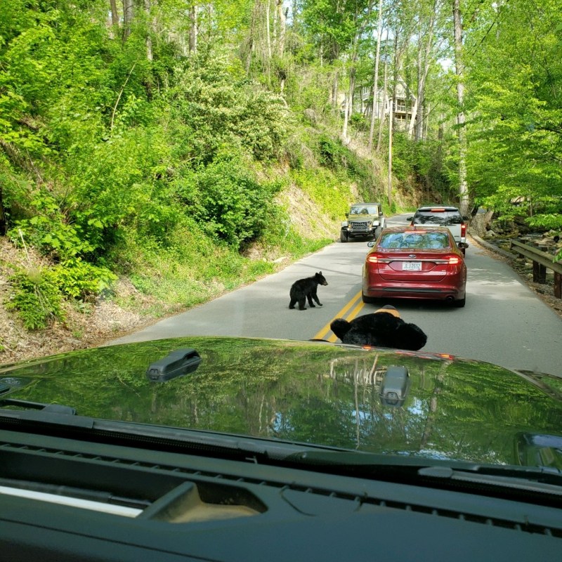 Cades Cove Specialty Tour
