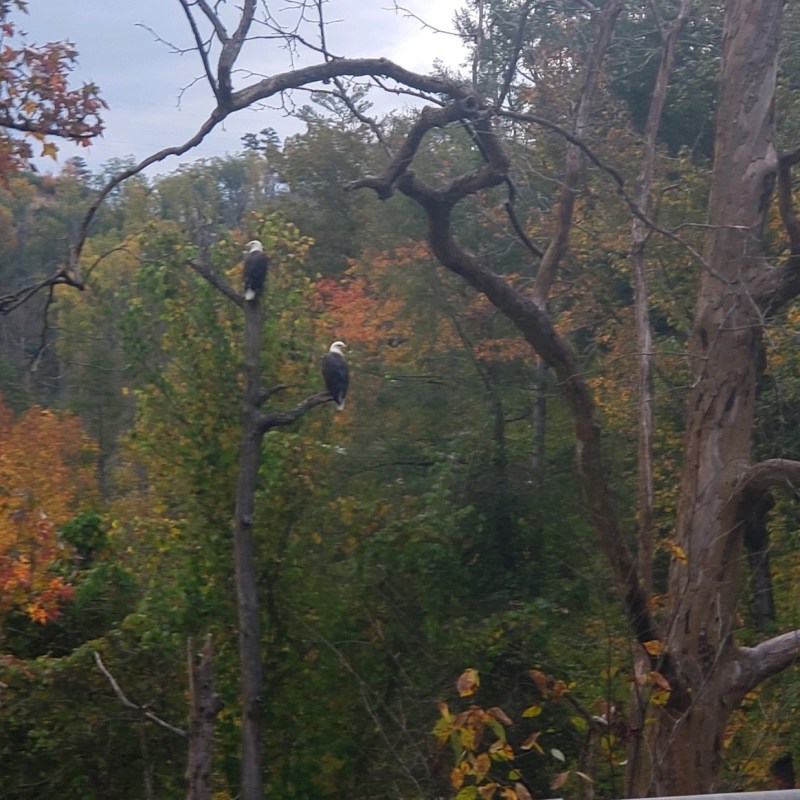 Cades Cove Specialty Tour