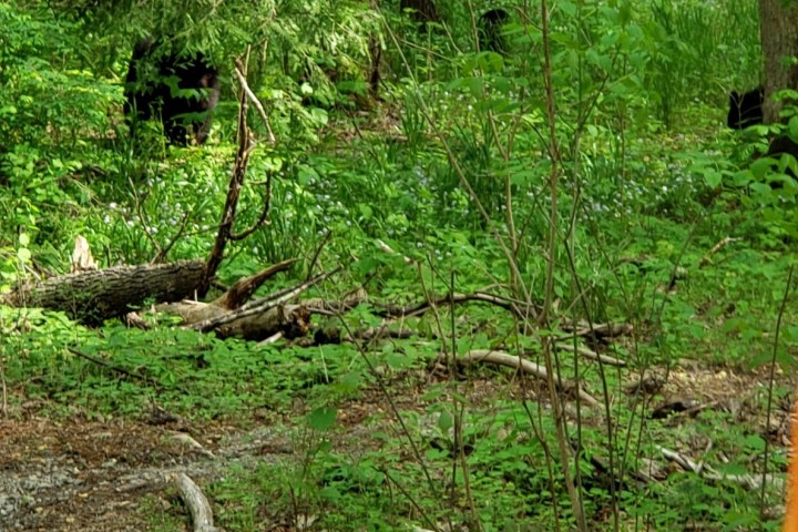 Cades Cove Specialty Tour
