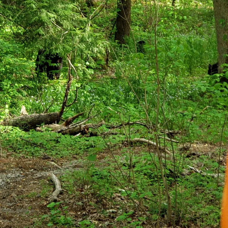 Cades Cove Specialty Tour