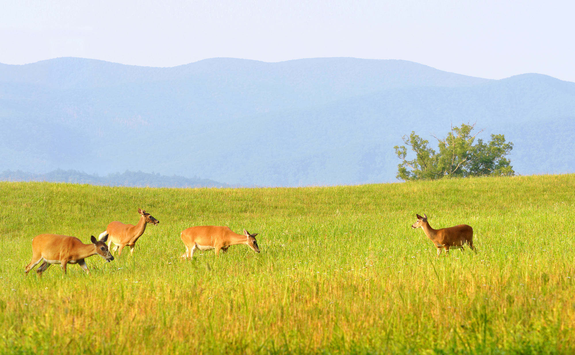 Wild Deer In Cades Cove Wild Deer In Cades Cove
