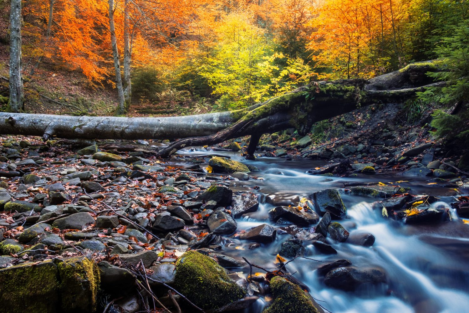 A beautiful river in the Great Smoky Mountains National Park